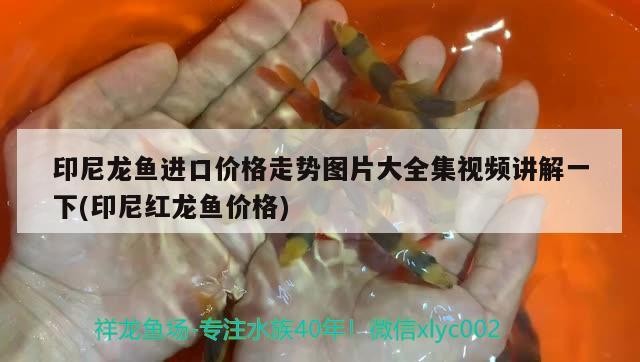 印尼龍魚進口價格走勢圖片大全集視頻講解一下(印尼紅龍魚價格)