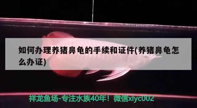 如何辦理養(yǎng)豬鼻龜?shù)氖掷m(xù)和證件(養(yǎng)豬鼻龜怎么辦證)