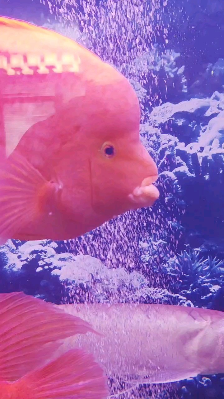 求助，鸚鵡魚嘴腫了