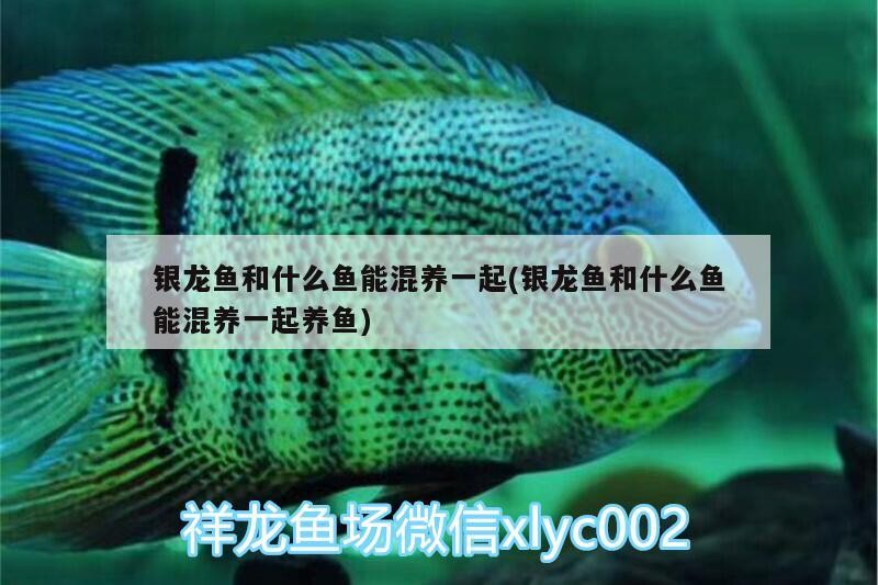 銀龍魚和什么魚能混養一起(銀龍魚和什么魚能混養一起養魚) 銀龍魚和什么魚能混養一起(銀龍魚和什么魚能混養一起養魚) 銀龍魚百科