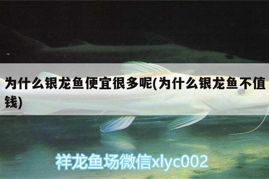 為什么銀龍魚便宜很多呢(為什么銀龍魚不值錢)