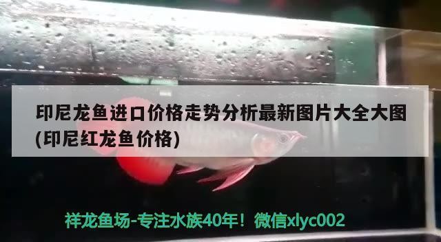 印尼龍魚進(jìn)口價格走勢分析最新圖片大全大圖(印尼紅龍魚價格)