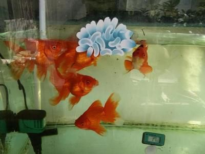 大魚缸魚糞便怎么處理干凈：處理大魚缸中的魚缸糞便的方法清理魚缸中的糞便的方法 大魚缸魚糞便怎么處理干凈：處理大魚缸中的魚缸糞便的方法清理魚缸中的糞便的方法 魚缸百科 第3張