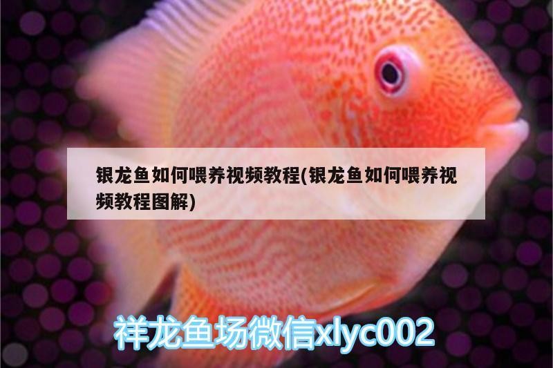 銀龍魚如何喂養視頻教程(銀龍魚如何喂養視頻教程圖解)