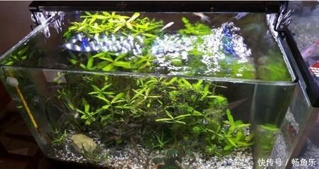 調(diào)節(jié)魚缸水質(zhì)常見四種方法是：調(diào)節(jié)魚缸水質(zhì)常見四種方法