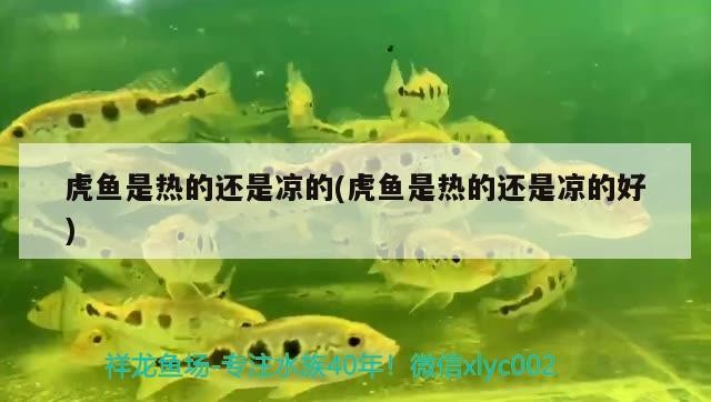 虎魚是熱的還是涼的(虎魚是熱的還是涼的好)