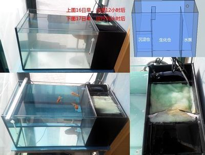 帶蓋子魚缸怎么裝過濾：帶蓋子的魚缸安裝過濾器可以通過以下三種方式進行
