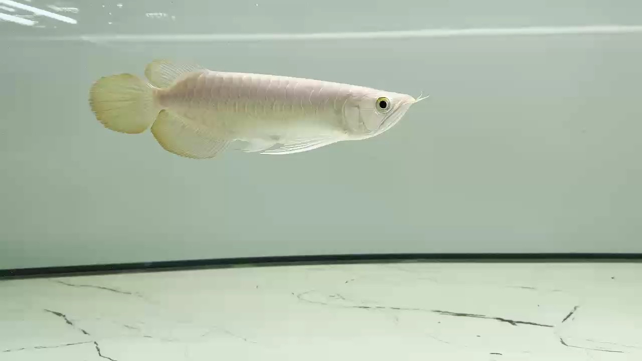 銘川龍魚