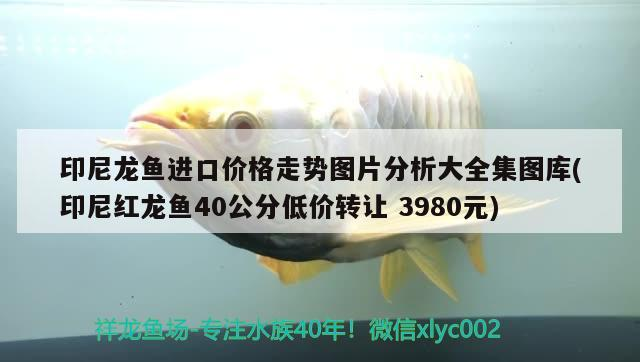 印尼龍魚進口價格走勢圖片分析大全集圖庫(印尼紅龍魚40公分低價轉讓3980元)