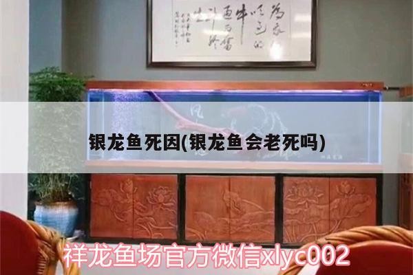 銀龍魚死因(銀龍魚會老死嗎)