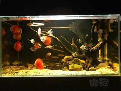 1.2米魚缸適合養(yǎng)多少條七彩神仙魚視頻：1.2米長的魚缸適合養(yǎng)多少條七彩神仙魚