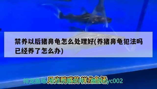禁養以后豬鼻龜怎么處理好(養豬鼻龜犯法嗎已經養了怎么辦)