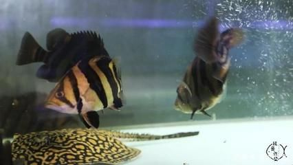 虎魚什么時候發(fā)色：虎魚什么時候發(fā)色，