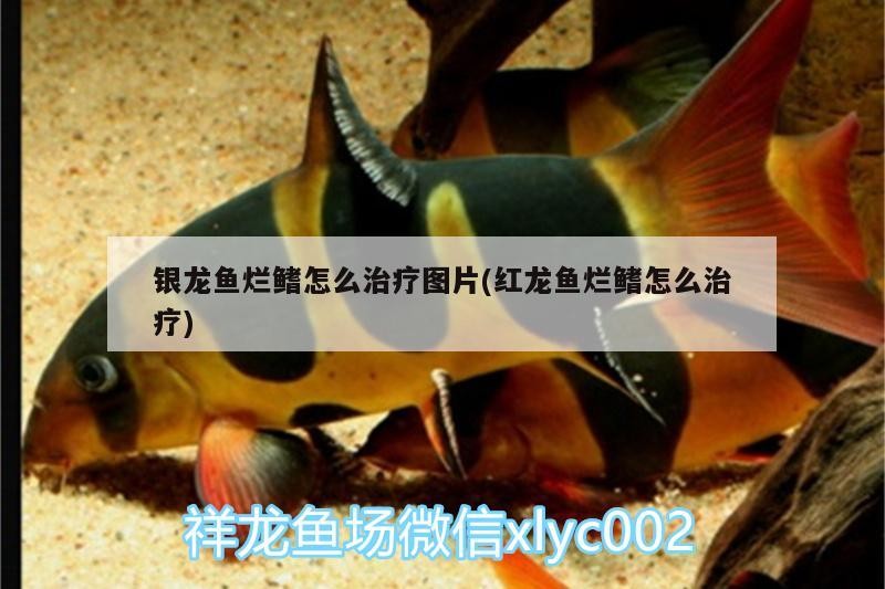 銀龍魚爛鰭怎么治療圖片(紅龍魚爛鰭怎么治療)