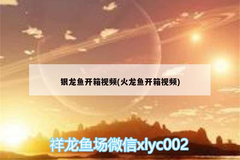 銀龍魚開箱視頻(火龍魚開箱視頻)