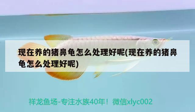 現在養的豬鼻龜怎么處理好呢(現在養的豬鼻龜怎么處理好呢)