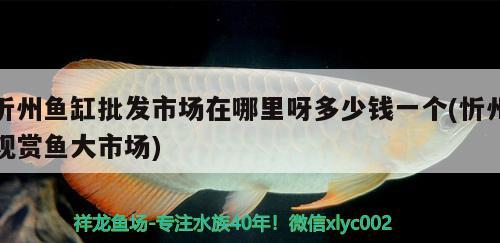 忻州魚缸批發(fā)市場在哪里呀多少錢一個(忻州觀賞魚大市場)