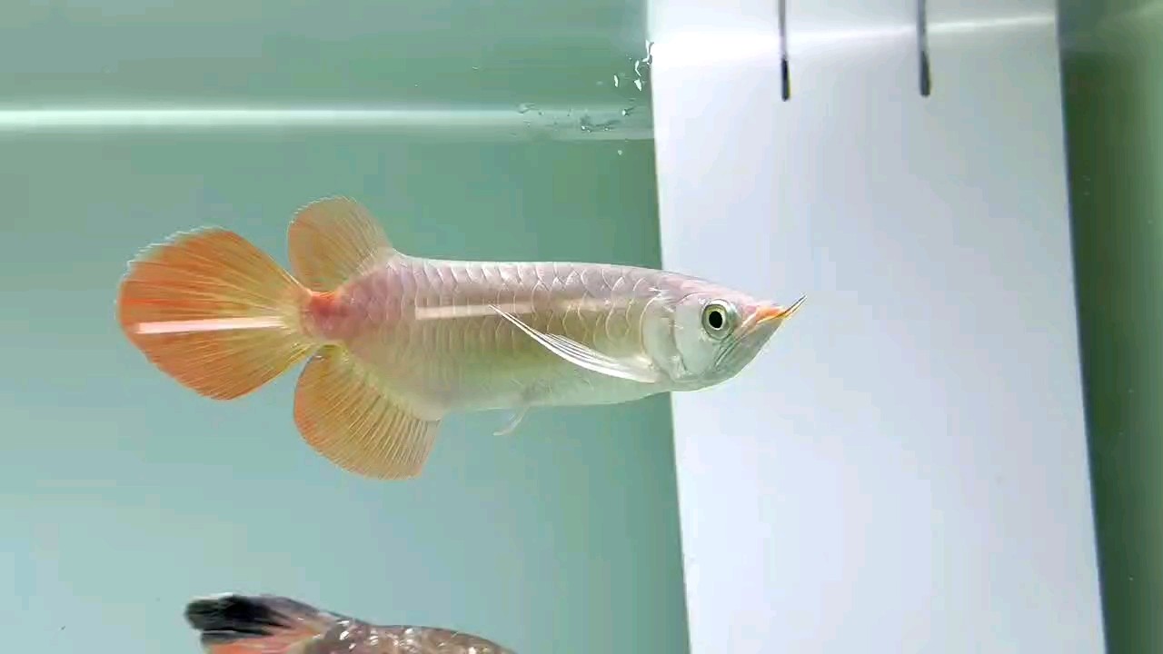 國慶七天樂