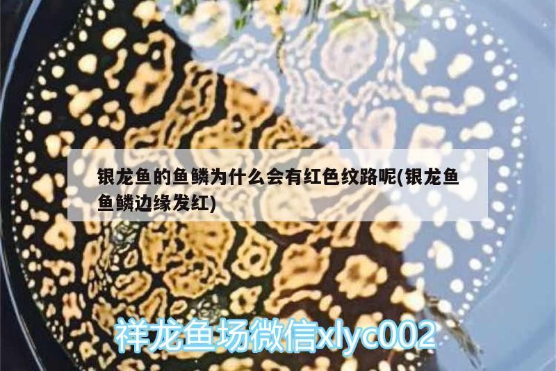 銀龍魚的魚鱗為什么會有紅色紋路呢(銀龍魚魚鱗邊緣發紅)