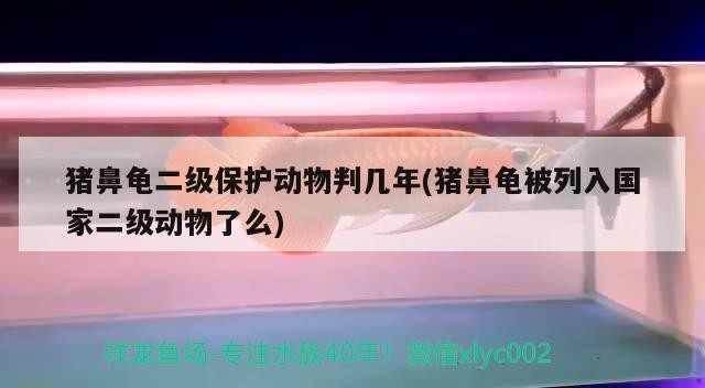 豬鼻龜二級(jí)保護(hù)動(dòng)物判幾年(豬鼻龜被列入國家二級(jí)動(dòng)物了么) 豬鼻龜二級(jí)保護(hù)動(dòng)物判幾年(豬鼻龜被列入國家二級(jí)動(dòng)物了么) 豬鼻龜百科