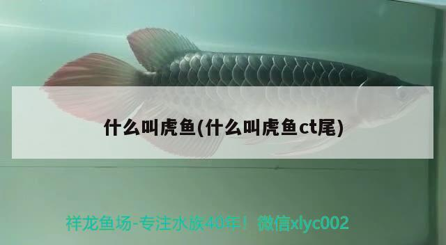 什么叫虎魚(什么叫虎魚ct尾)