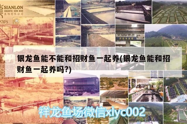 銀龍魚能不能和招財魚一起養(銀龍魚能和招財魚一起養嗎?)