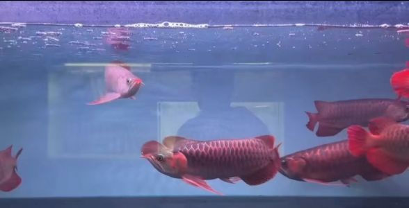 紅龍魚和什么魚能一起養：關于紅龍魚混養的一些建議