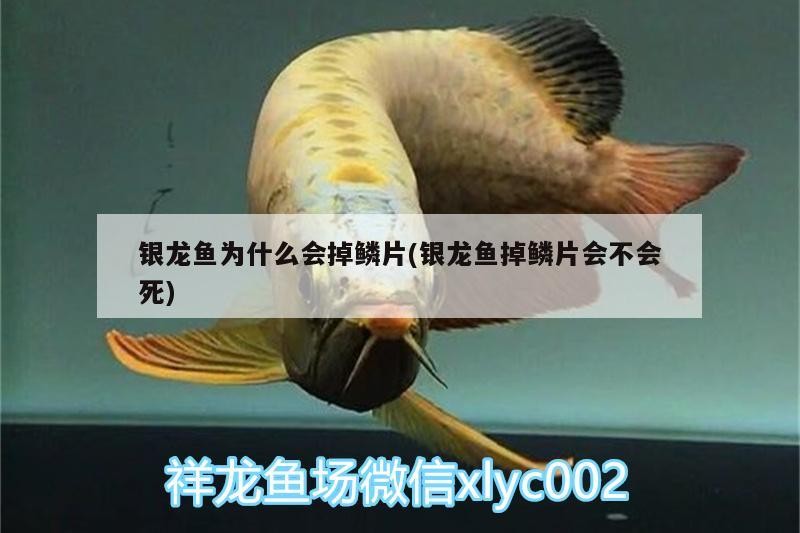 銀龍魚為什么會掉鱗片(銀龍魚掉鱗片會不會死)