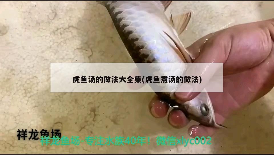 虎魚湯的做法大全集(虎魚煮湯的做法)