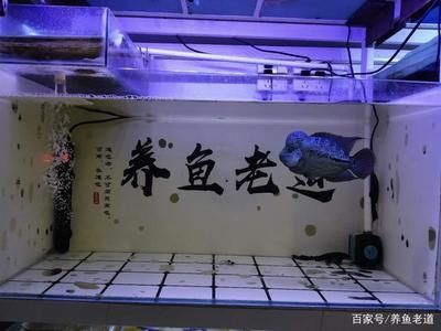 不需要打理的魚缸有哪些品種：不需要頻繁打理的魚缸