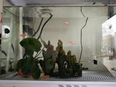 保持魚缸水質(zhì)養(yǎng)什么魚：魚缸水質(zhì)管理以保持方法