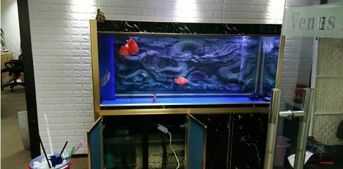 保持魚缸水質(zhì)養(yǎng)什么魚：魚缸水質(zhì)管理以保持方法