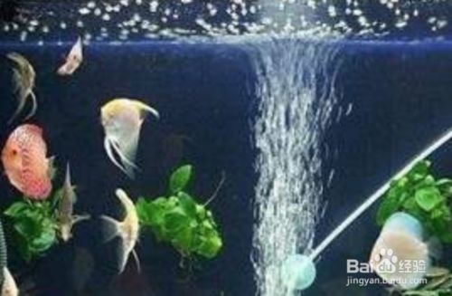 北方冬天給魚缸換水咋辦：在北方冬天給魚缸換水有哪些注意事項？