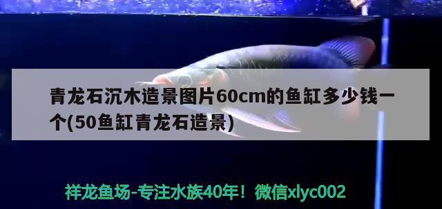 青龍石沉木造景圖片60cm的魚缸多少錢一個(50魚缸青龍石造景)