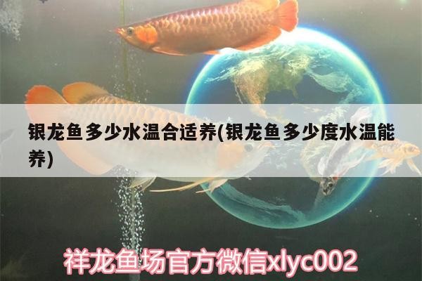銀龍魚多少水溫合適養(銀龍魚多少度水溫能養)