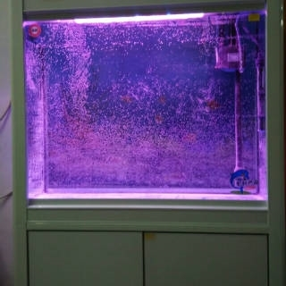 森森魚缸加熱器哪個品牌質量好（森森魚缸加熱器怎么樣）