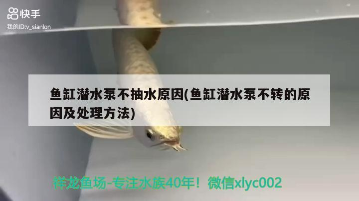 魚缸潛水泵不抽水原因(魚缸潛水泵不轉的原因及處理方法)