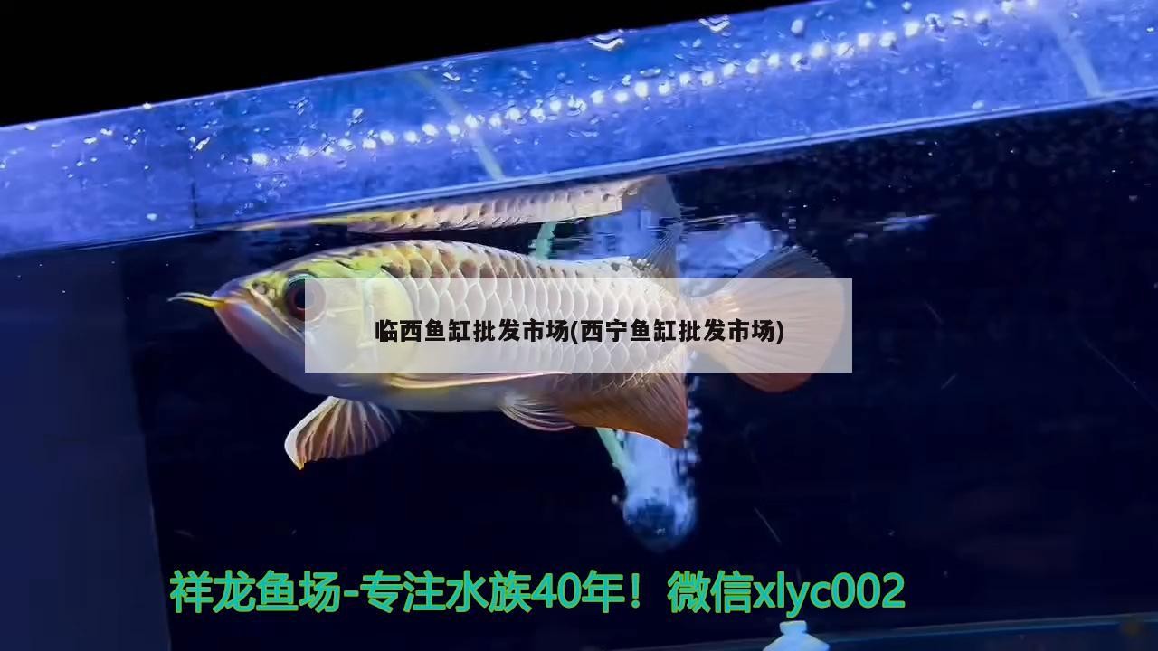 臨西魚缸批發市場(西寧魚缸批發市場)