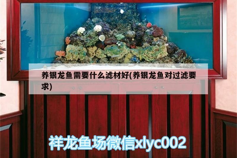 養銀龍魚需要什么濾材好(養銀龍魚對過濾要求)