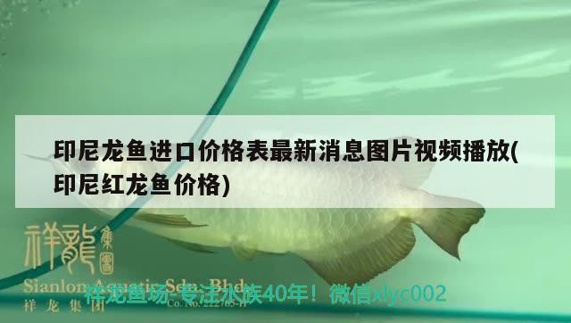 印尼龍魚進(jìn)口價(jià)格表最新消息圖片視頻播放(印尼紅龍魚價(jià)格)