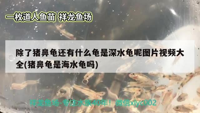 除了豬鼻龜還有什么龜是深水龜呢圖片視頻大全(豬鼻龜是海水龜嗎)