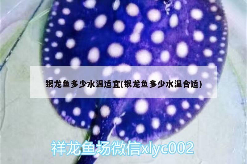 銀龍魚多少水溫適宜(銀龍魚多少水溫合適) 銀龍魚多少水溫適宜(銀龍魚多少水溫合適) 銀龍魚百科