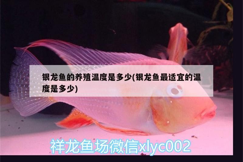 銀龍魚的養殖溫度是多少(銀龍魚最適宜的溫度是多少)