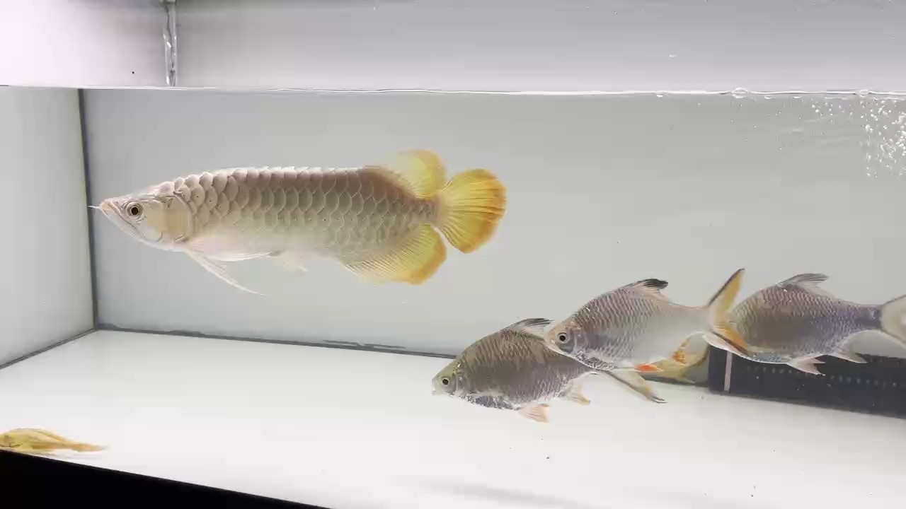 龍魚怕什么 天氣太熱了。 龍魚論壇 天氣太熱了。 天氣太熱了。 龍魚論壇