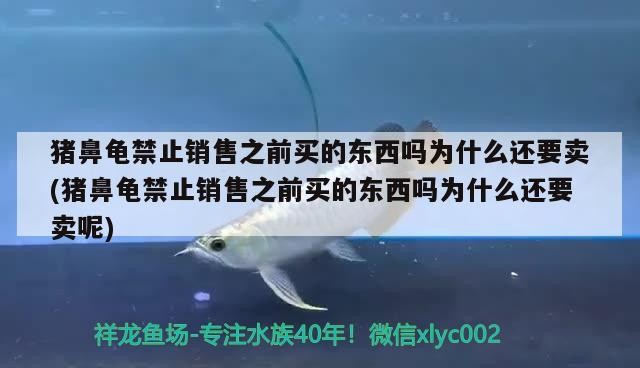 豬鼻龜禁止銷售之前買的東西嗎為什么還要賣(豬鼻龜禁止銷售之前買的東西嗎為什么還要賣呢)