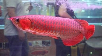 紅龍魚哪里產的最好：紅龍魚最佳產地在哪些地方