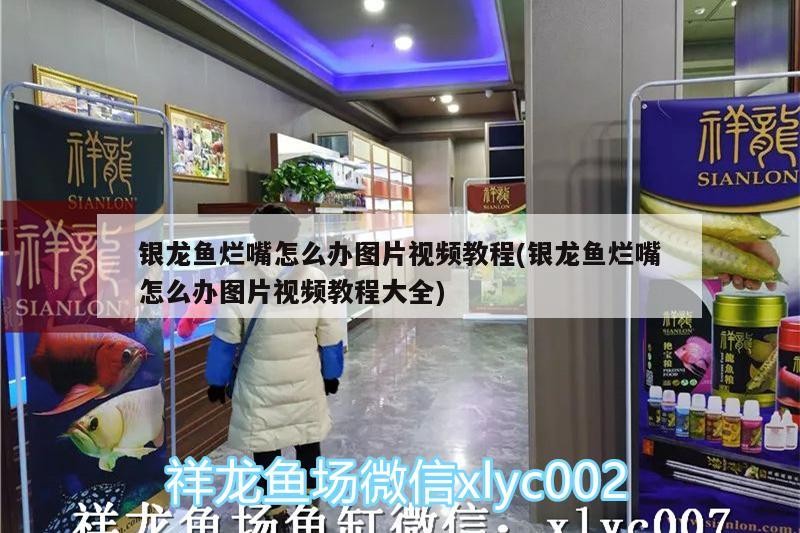 銀龍魚爛嘴怎么辦圖片視頻教程(銀龍魚爛嘴怎么辦圖片視頻教程大全)