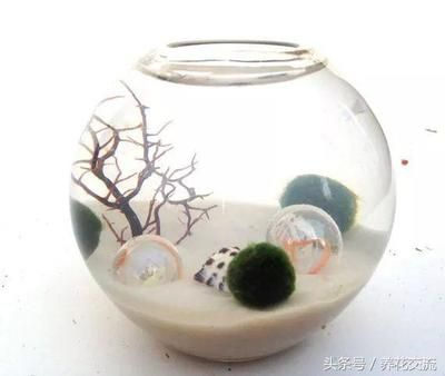 玻璃魚缸做盆景好不好：玻璃魚缸制作微型植物盆景