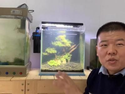 玻璃魚缸做盆景好不好：玻璃魚缸制作微型植物盆景