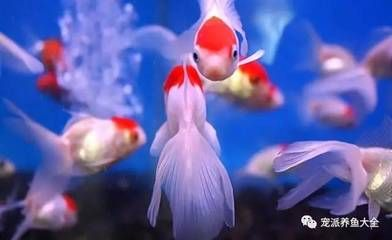 大魚缸底部的水抽不出來怎么辦呀：大魚缸底部水抽不出來怎么辦？